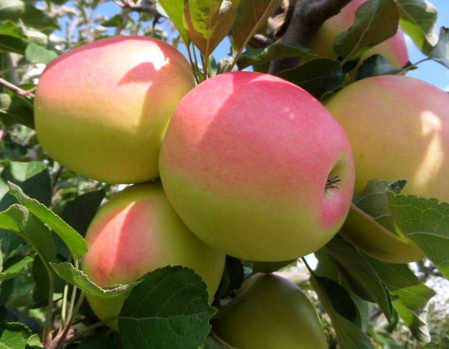 Неприхотливая яблоня строевское: описание, фото, выращивание