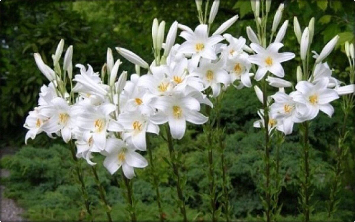 Лилия Кандидум (Lilium candidum)
