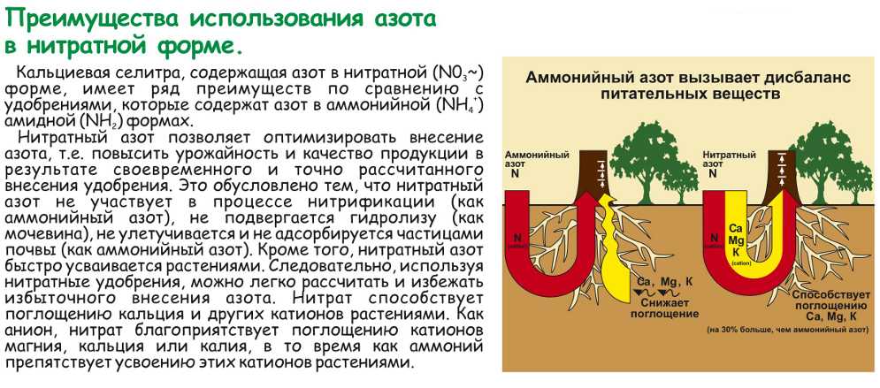 Кальциевая селитра для огурцов: пошаговая инструкция по применению подкормки для начинающих огородников (125 фото + видео)