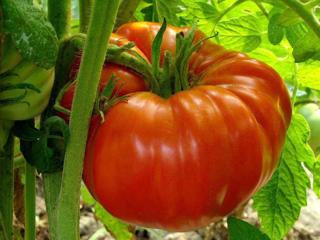 Томат "сахарный гигант": описание сорта, выращивание, особенности, фото помидоров