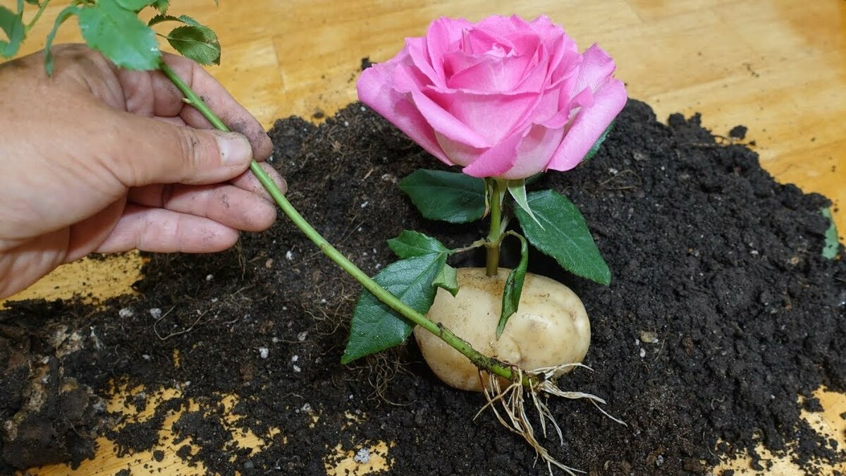 Комнатная роза сбрасывает листья и бутоны и засыхает. почему это происходит и как спасти растение?