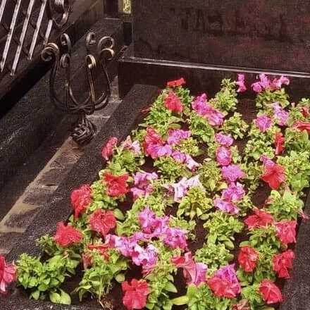 Какие многолетние цветы можно посадить на кладбище: фото