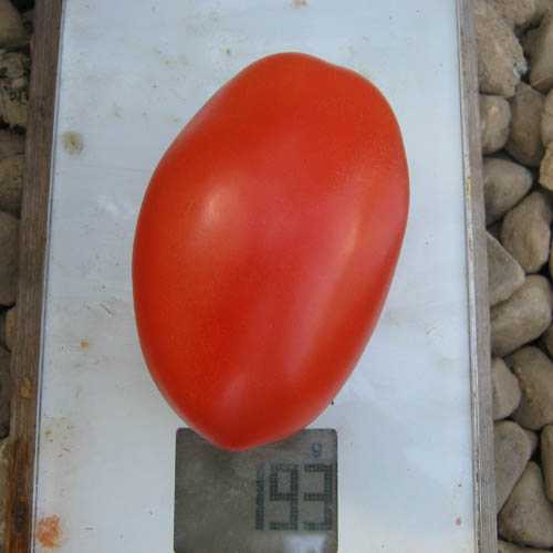 Томат сортовой гусиное яйцо: урожайность, описание, характеристики