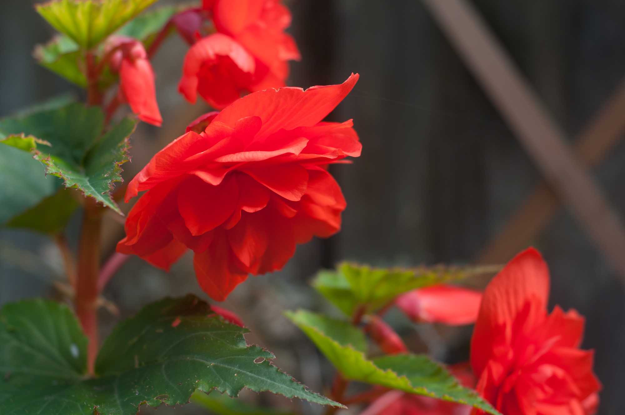 Роза скарлет: описание и особенности выращивания