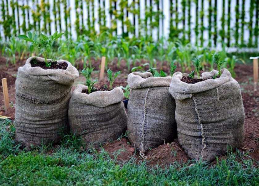 Выращивание картофеля в мешках: пошаговая инструкция