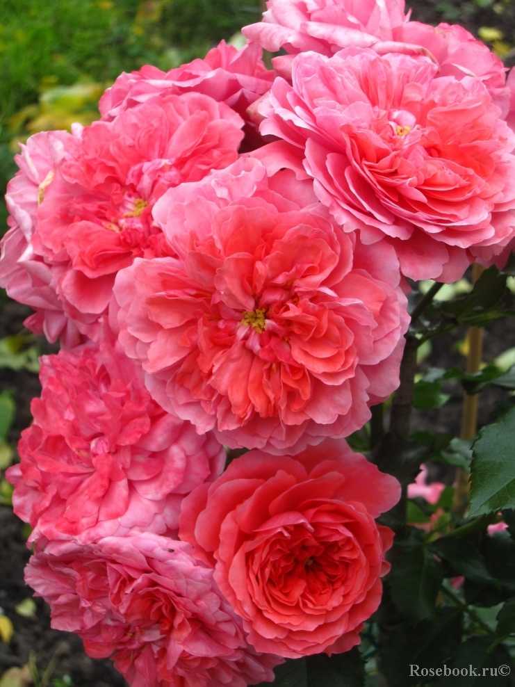 Почвопокровный сорт роз скарлет мейяндекор: как посадить и ухаживать за цветком