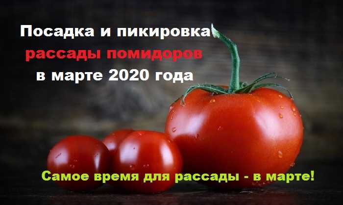 Благоприятные дни для пикировки томатов в апреле 2020 года