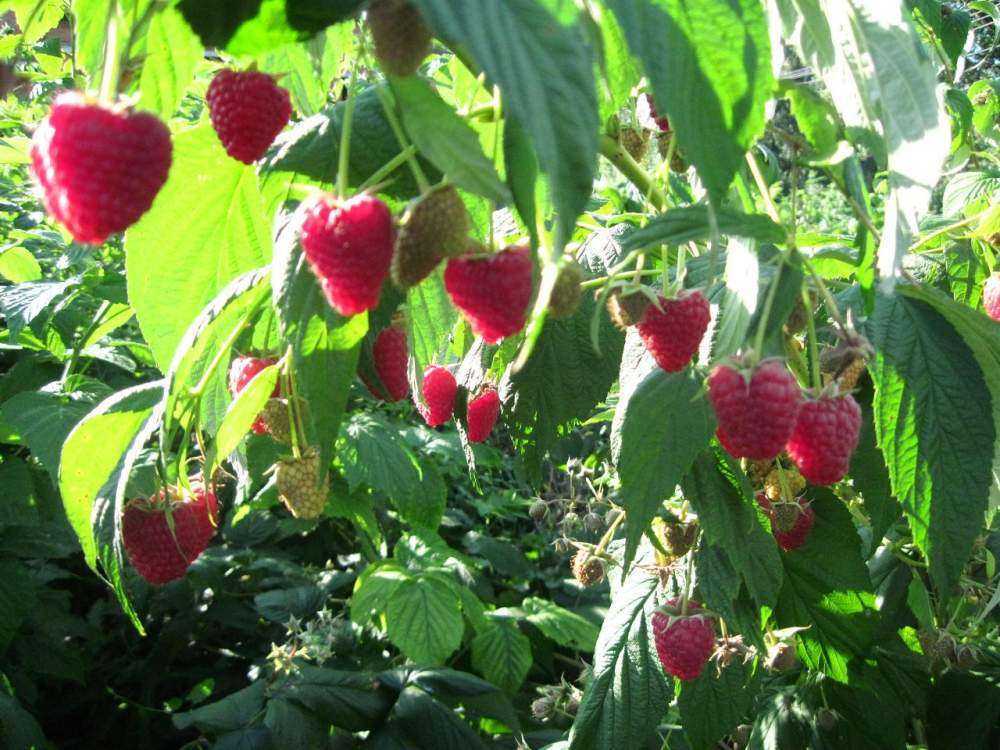 Малина шапка мономаха — перспективный сорт с крупными ягодами