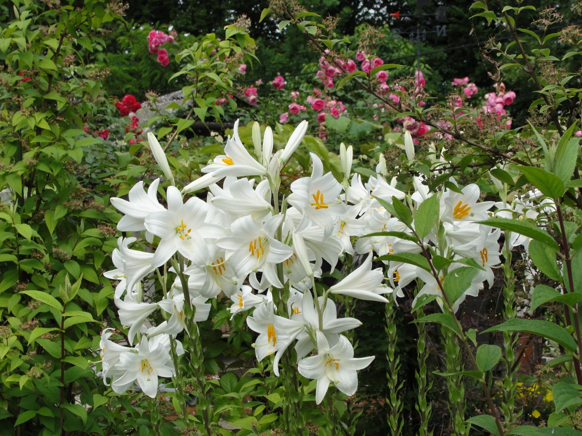 Лилия Кандидум (Lilium candidum)