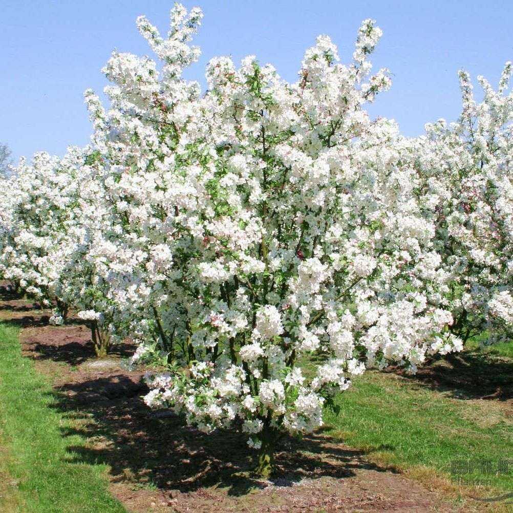 О яблоне роял бьюти: описание и характеристики сорта, уход и выращивание