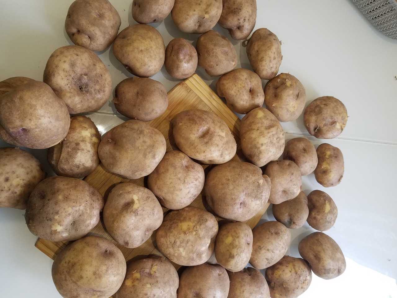 Посадка синеглазки картофель