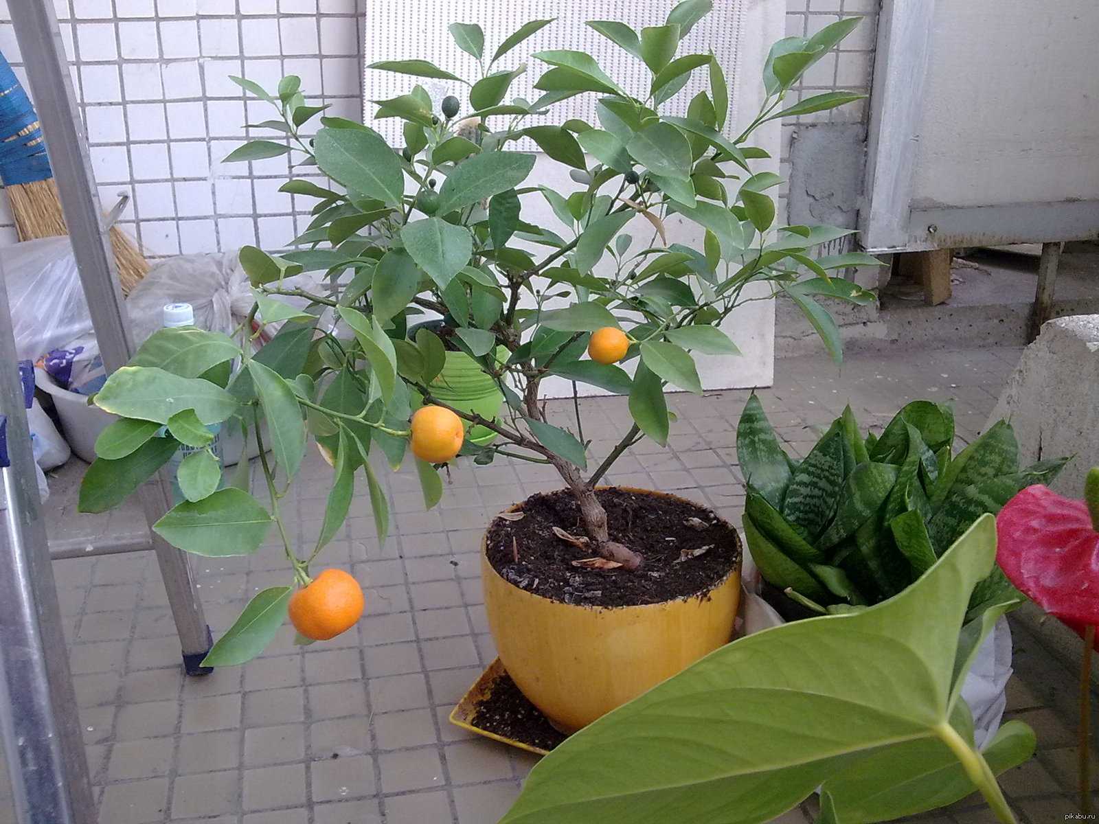 Как вырастить мандарин из косточки в домашних условиях: это надо знать