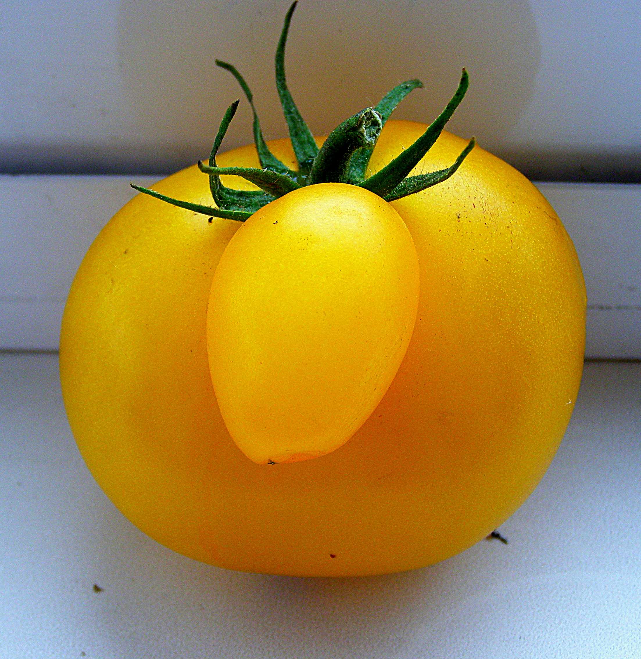 Почему помидоры желтые. Томат желтый ребристый. Томат "жёлтый из Сибири". Томат "жёлтый полосатый Карамеллы". Абаканский желтый томат.