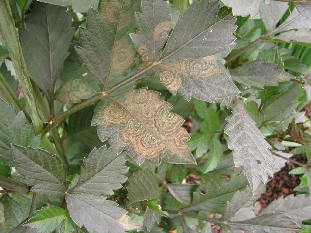 Болезни георгина фото на листьях