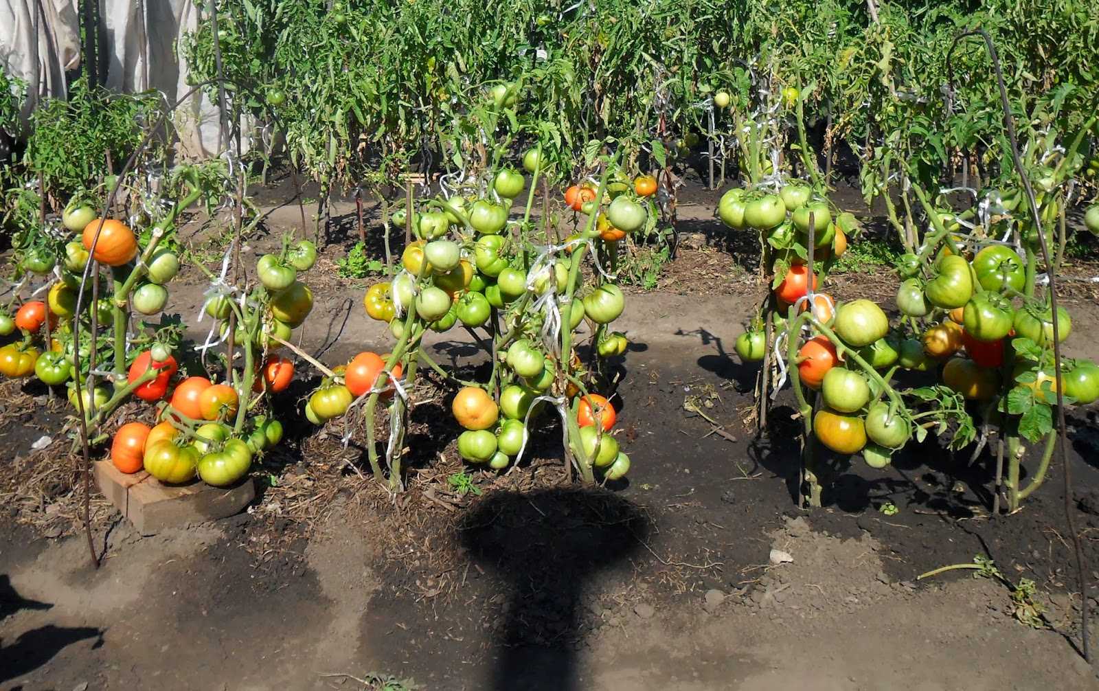 Технология выращивания помидоров в открытом грунте: видео ухода, посадка томатов и секреты агротехники