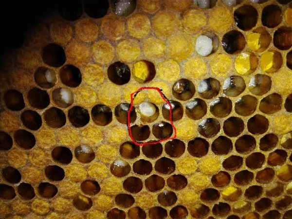 Инструкция по применению препарата лозеваль для пчел