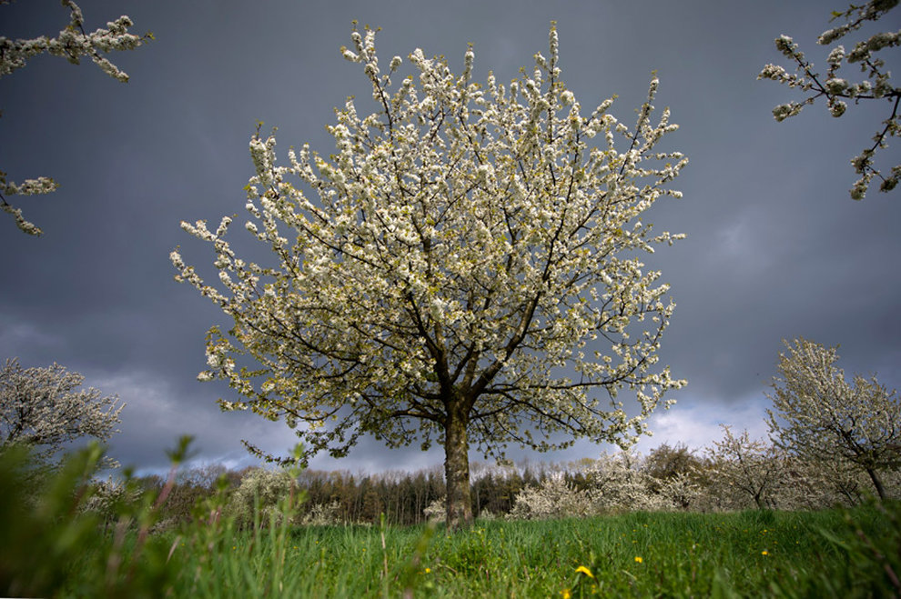 Плодовое дерево вишня и его виды на фото