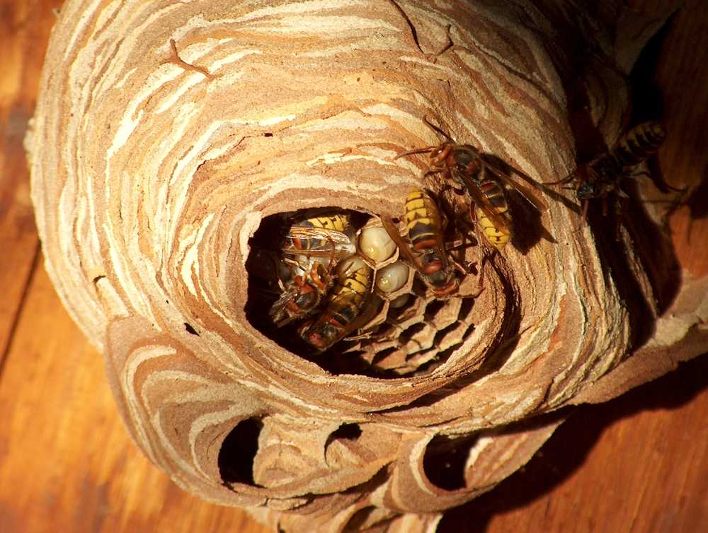 Как убрать осиное гнездо на даче зимой. как избавиться от осиного гнезда? средства от осиных гнезд: советы, отзывы. уничтожение при помощи воды