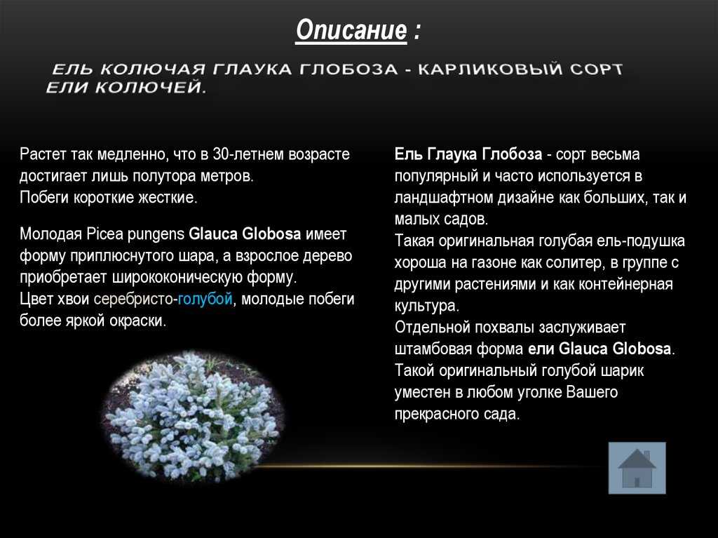 Ель "глаука коника": описание, высота взрослого дерева, советы по посадке и уходу