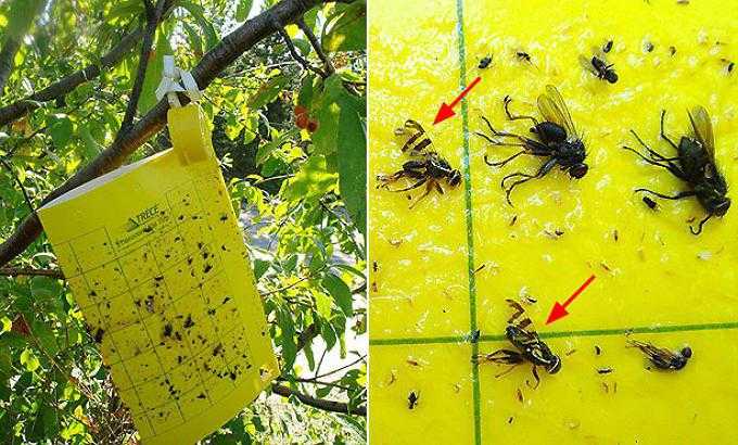 Как выглядит вишневая муха и методы борьбы с ней