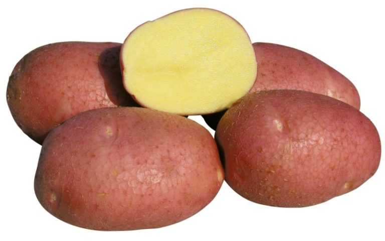 Картофель беллароза: 8 особенностей и 10 советов по посадке и уходу