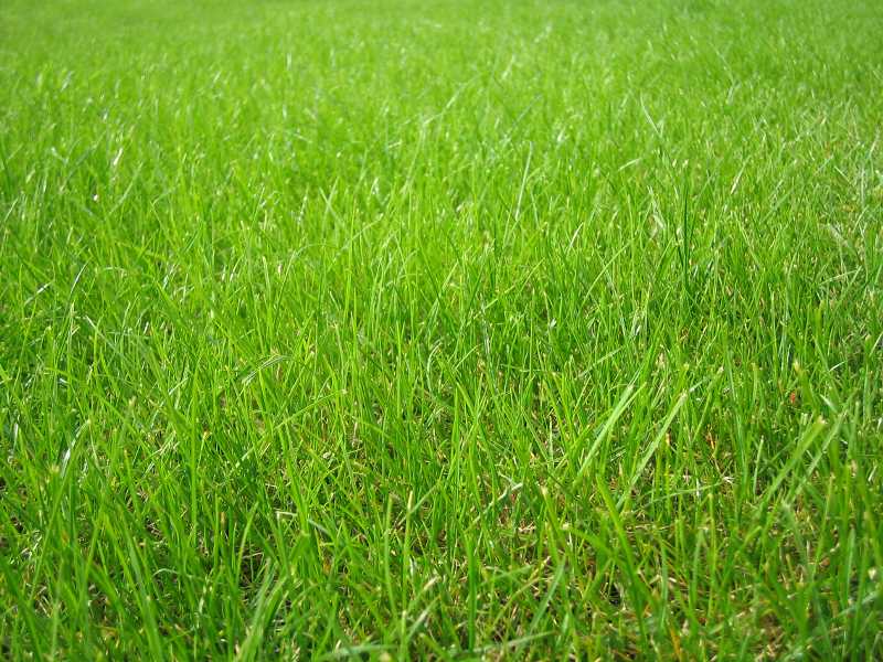 Как посадить газонную траву «лилипут» на дачном участке? правила ухода