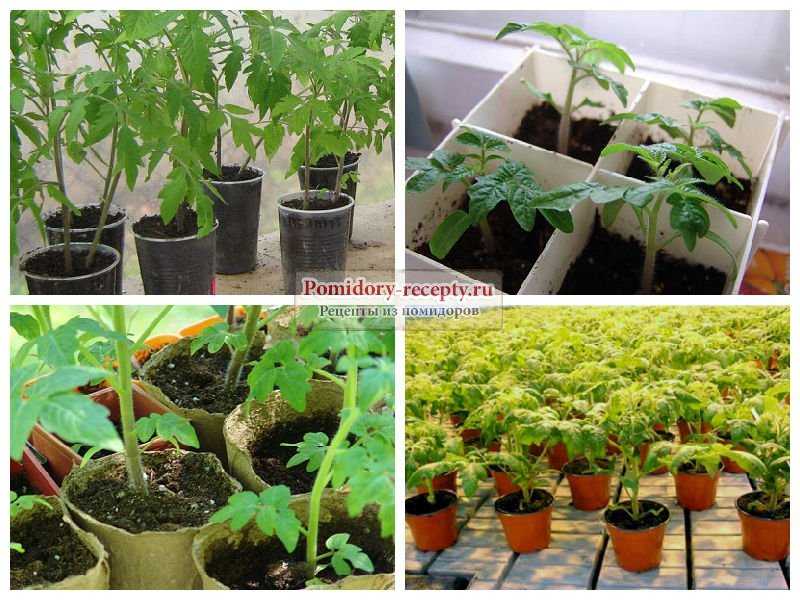 Китайский способ выращивания рассады томатов инструкция