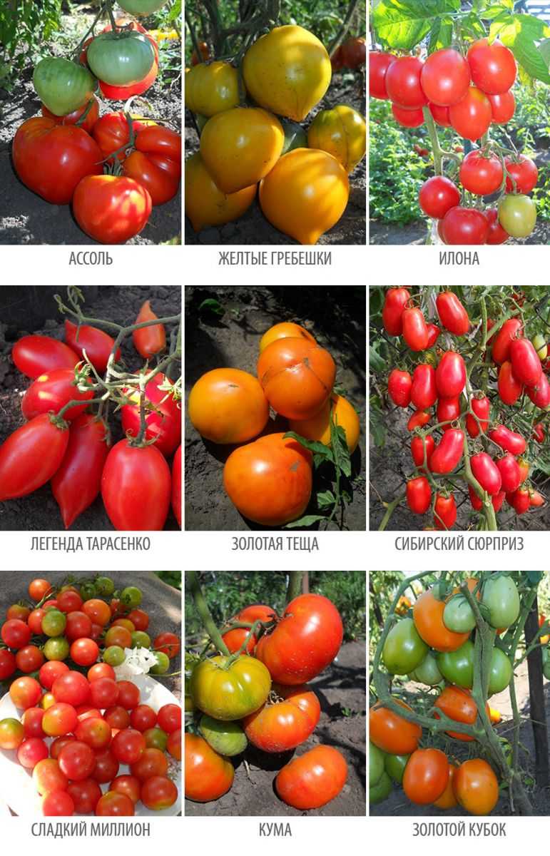 Томат таня характеристика и описание сорта. происхождение сорта помидора «таня ф1»