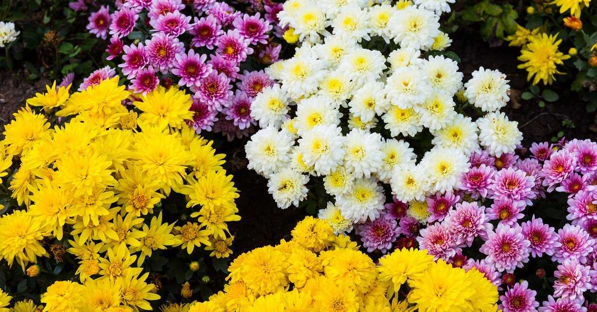 13 восхитительных растений, цветущих в сентябре