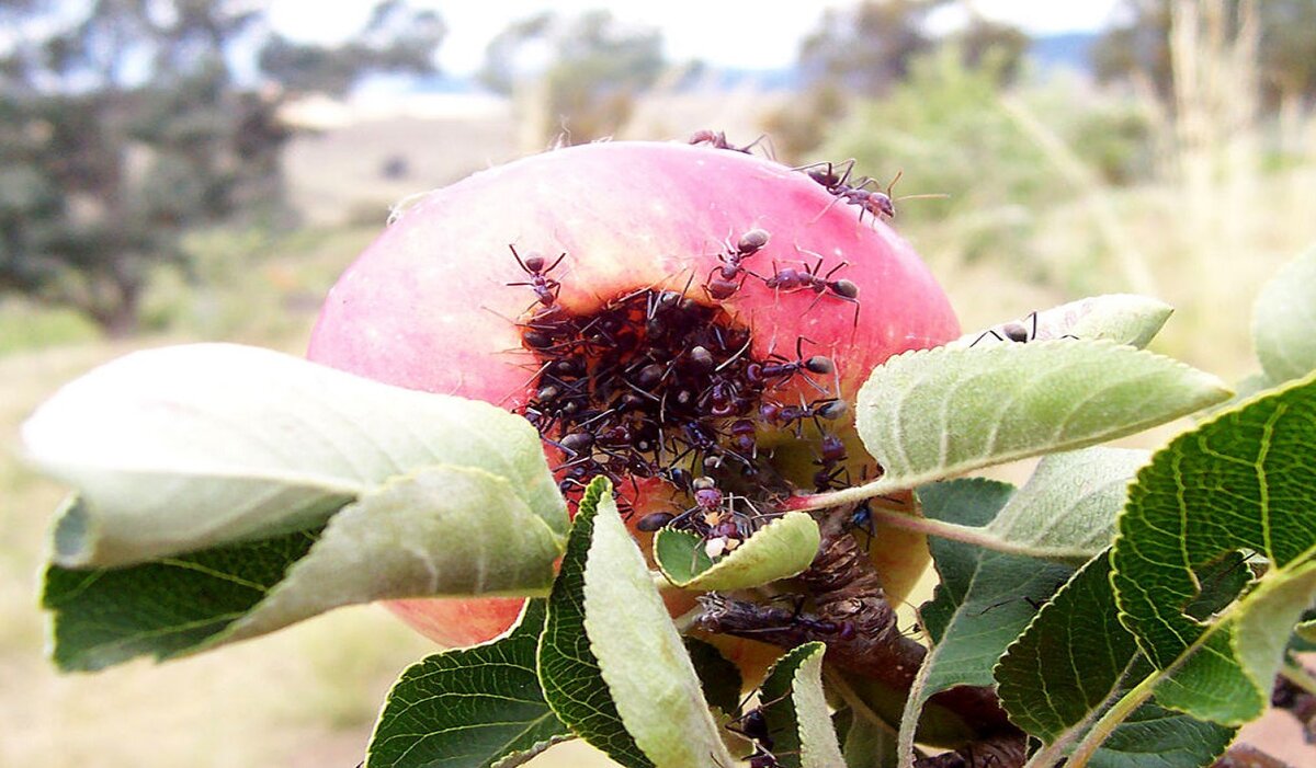Как избавиться от муравьев на садовых деревьях