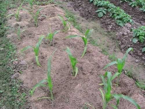 Как сажать кукурузу: способы посадки