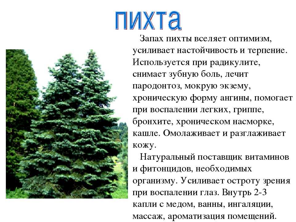 Пихта цельнолистная — википедия переиздание // wiki 2