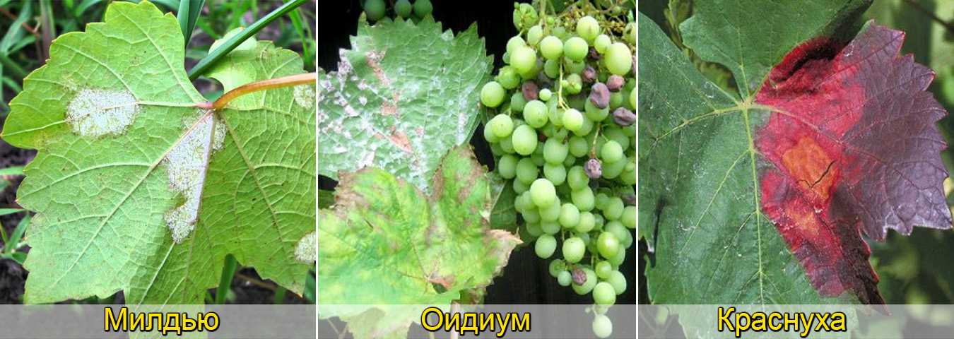 Милдью винограда, лечение