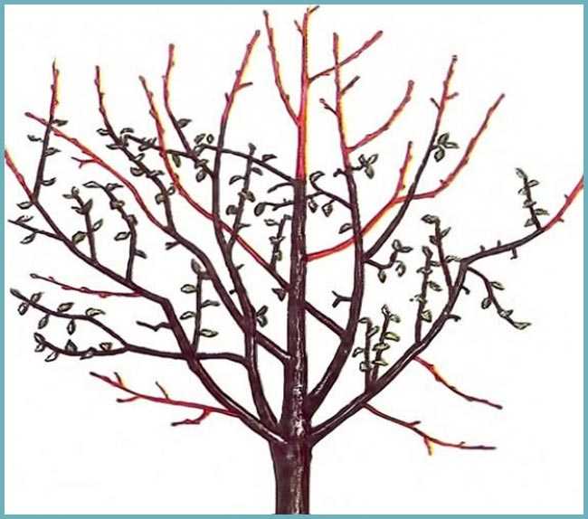 Засохла яблоня после зимы: почему и что делать, как спасти дерево