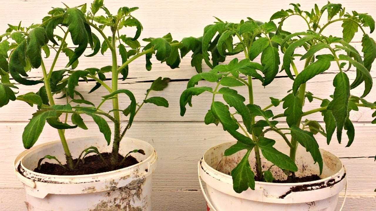 Болезнь рассады томатов в домашних условиях с фото