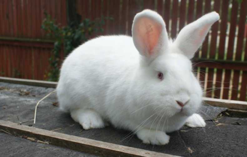 Волжский кролик. Кролики породы НЗБ. Новозеландский белый кролик. Новозеландская белая порода кроликов. Белый Паннон кролик.