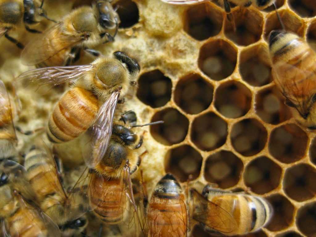 О лозевале: инструкция по применению для пчел, мешотчатый расплод, лечение