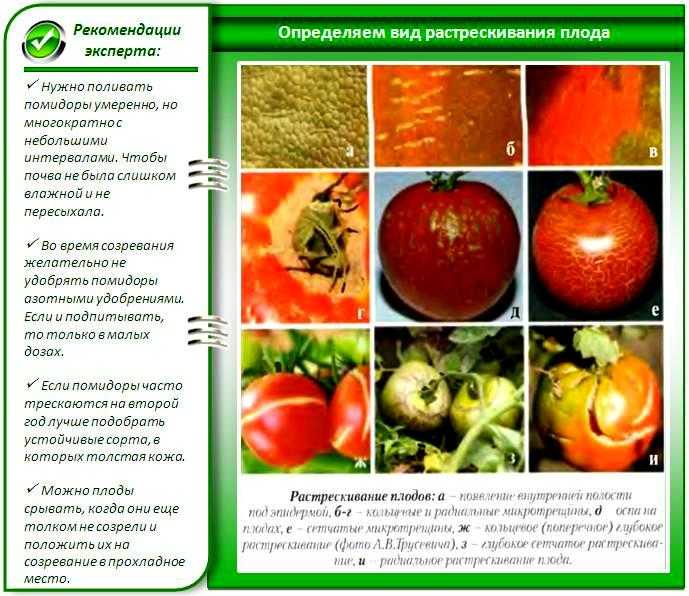 Описание томатов в теплице с фотографиями