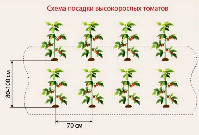 Схема посадки томатов в теплице — на каком расстоянии сажать помидоры в теплице для богатого урожая.