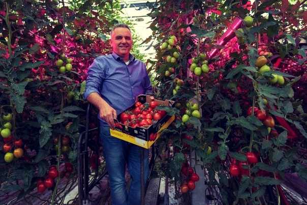 Выращивание томатов семенным и рассадным методом в открытом грунте