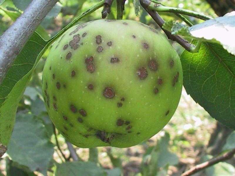 Советы агрономов, чем обработать яблоню от парши