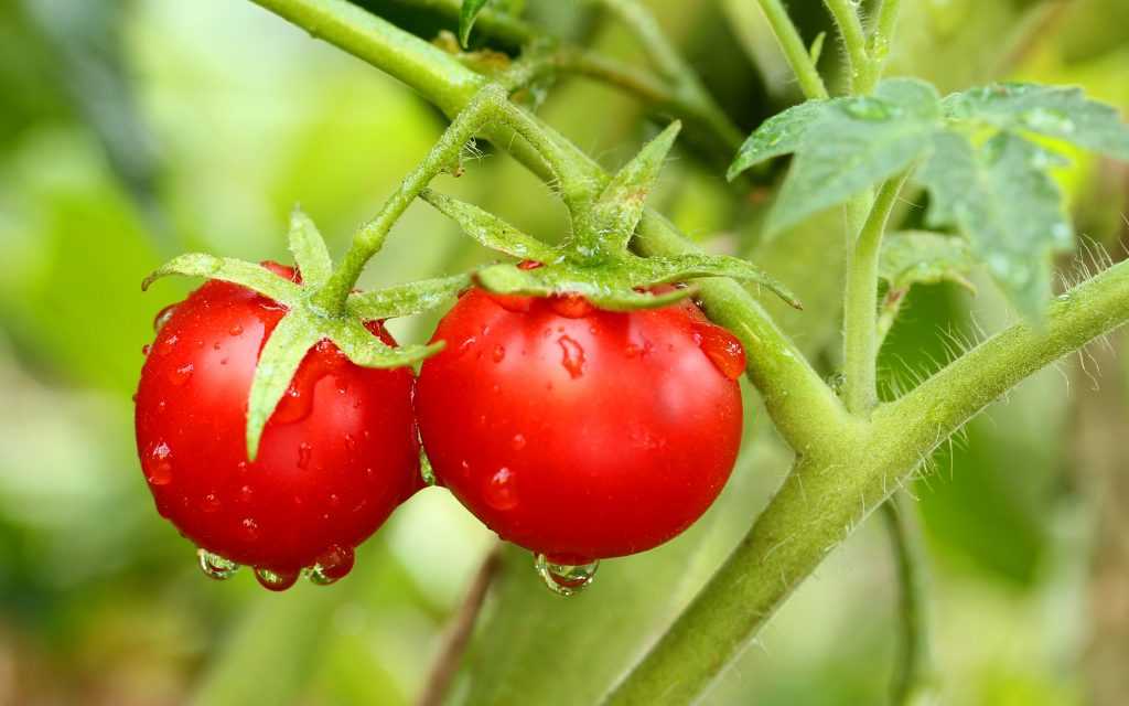 Сорт томата «оля f1»: описание, характеристика, посев на рассаду, подкормка, урожайность, фото, видео и самые распространенные болезни томатов