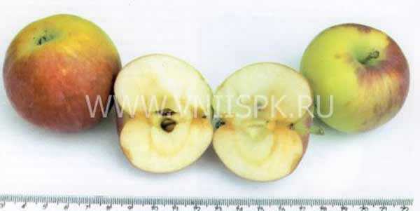 Характеристика и особенности выращивания яблони сорта апрельское