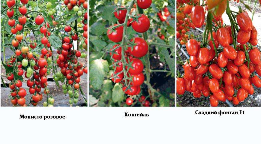 От посадки рассады до сбора урожая: секреты успеха в выращивании помидоров черри