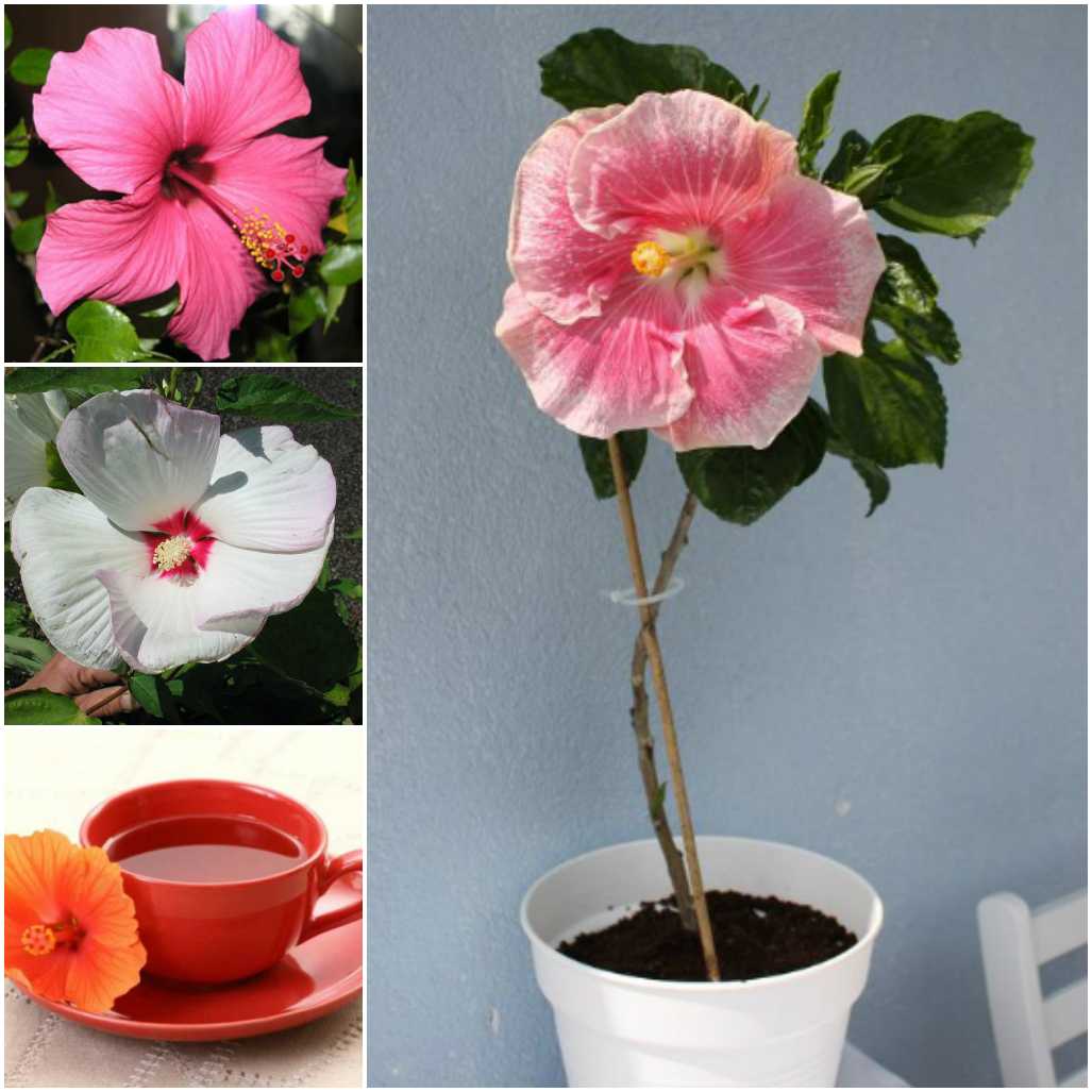 Китайская роза комнатное растение уход в домашних условиях в горшке фото