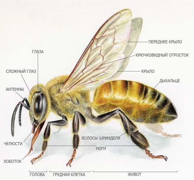 Виды пчел: обзор популярных пород