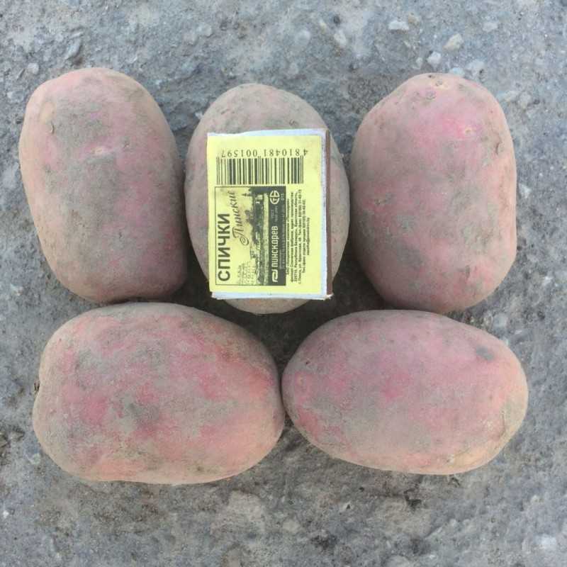 Алая красная картошка: изумительный вкус и простая агротехника