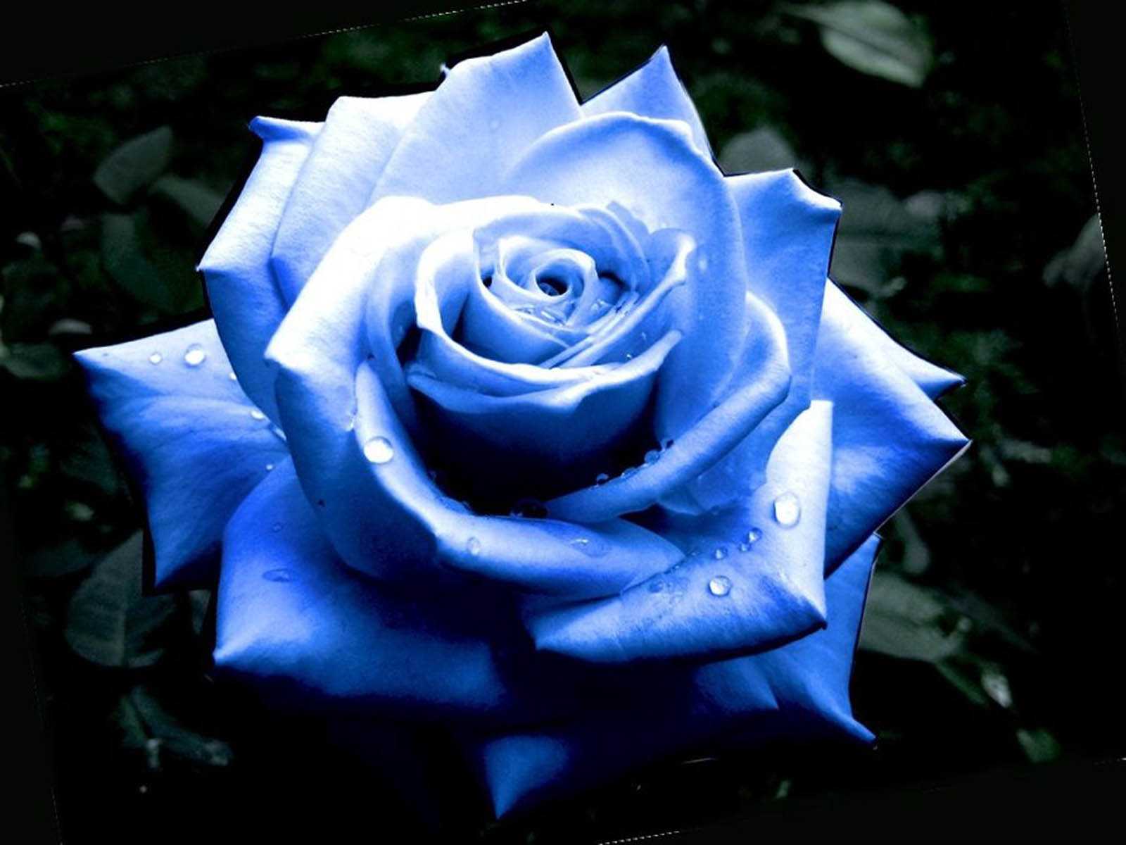 Что означает синие цветы