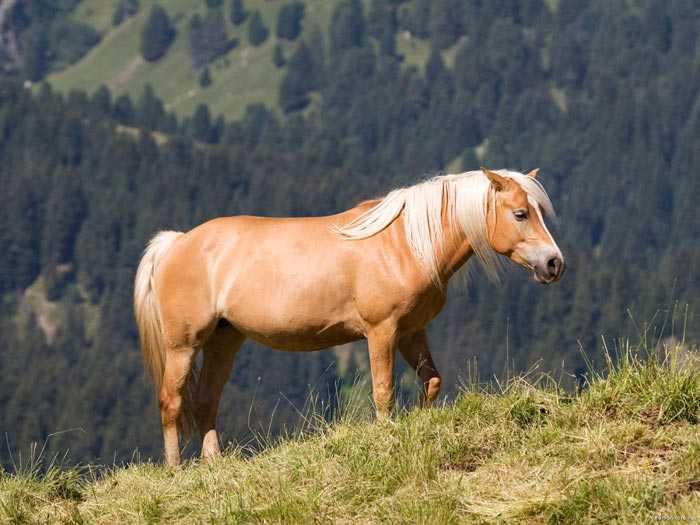 Гнедая лошадь фото