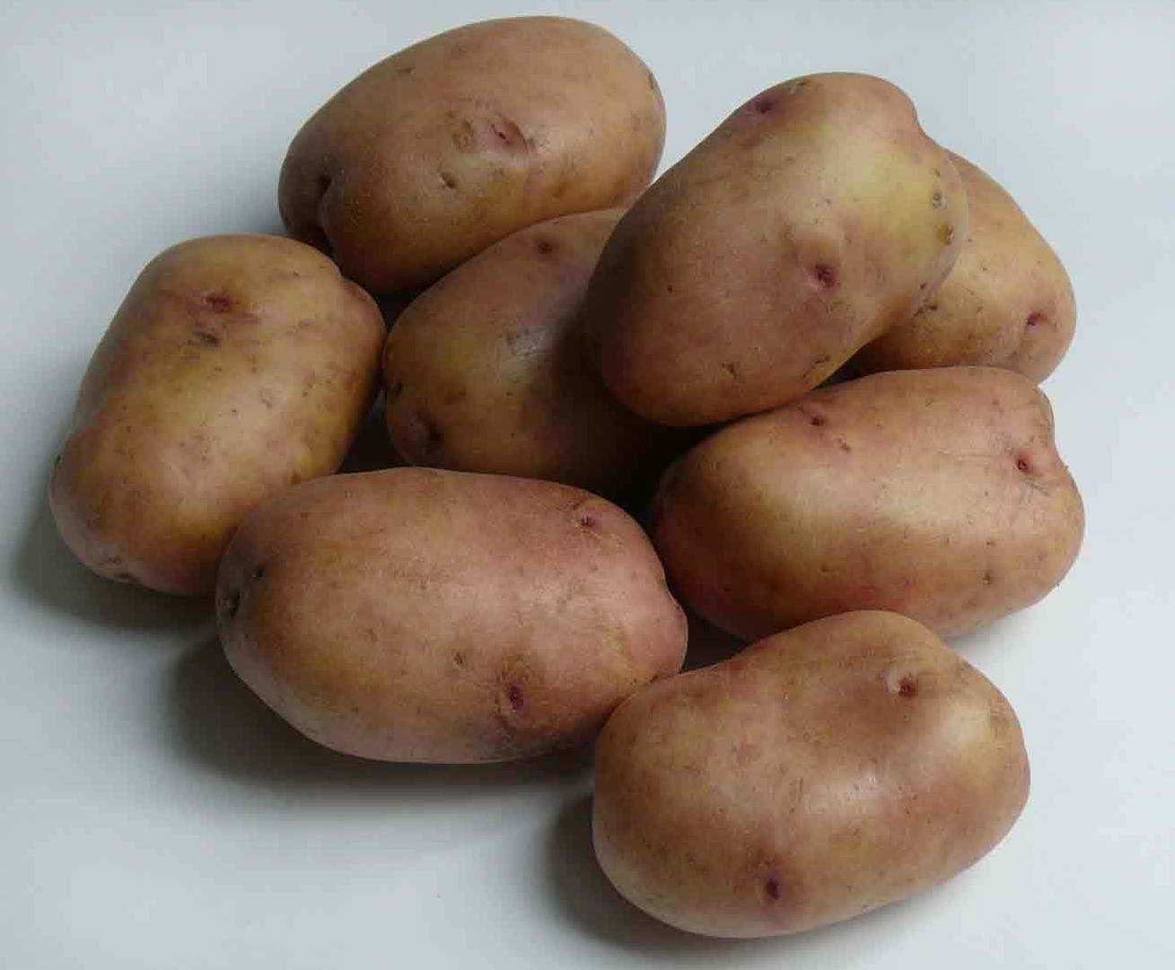 Картофель сорта беллароза: описание, фото, достоинства и недостатки, выращивание